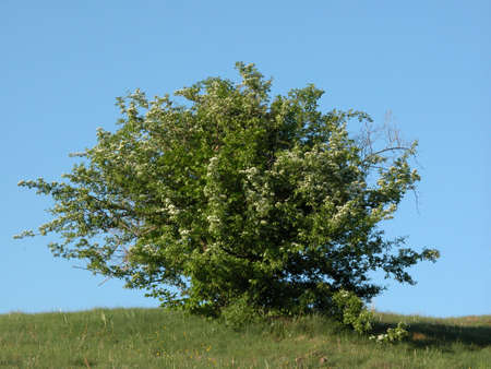 Hawthorn inflourenscenceの写真素材