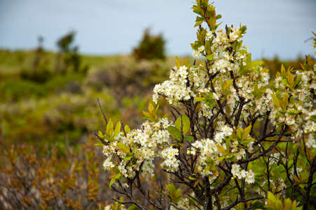 Wild flowers in marsh near south riverの写真素材