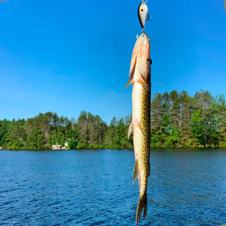 Fishing for Pickerel