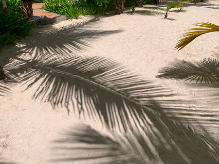 Shadows of Palm trees on sandの写真素材