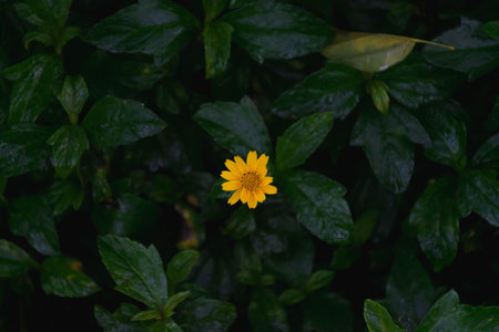 Cosmos Flower in Full Bloom: A Vibrant Botanical Delight in Nature's Color Palette" (198 characters)の写真素材
