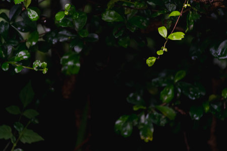 "The Green Symphony: A Close-Up of Nature's Pristine Leaf, Celebrating the Beauty of Botanical Lifeの写真素材