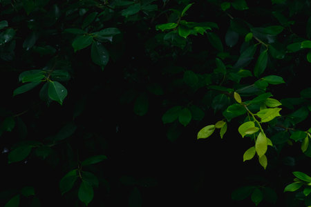 "The Green Symphony: A Close-Up of Nature's Pristine Leaf, Celebrating the Beauty of Botanical Lifeの写真素材