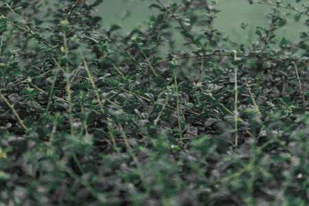 "The Green Symphony: A Close-Up of Nature's Pristine Leaf, Celebrating the Beauty of Botanical Lifeの写真素材