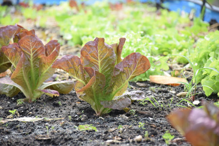 Vibrant Lettuce Leaves: Nature's Crisp and Colorful Gift for Healthy Eatingの写真素材