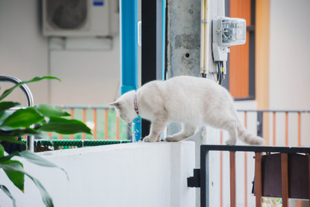 Curious Cat Walking on Urban Wall, Playful Feline Exploring City Heightsの写真素材