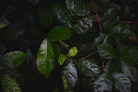 Botanical Elegance Vibrant Foliage Patterns for Eco Friendly Designsの写真素材