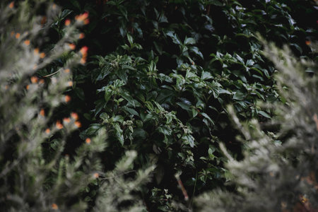 Botanical Elegance Vibrant Foliage Patterns for Eco Friendly Designsの写真素材