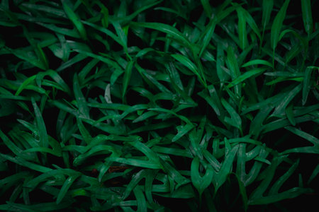 Lush Green Leaf Background: Nature's Artistic Texture for Eco-Friendly Designs and Botanical Conceptsの写真素材