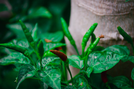 Sizzling Bird's Eye Chilli: Bright Red Pepper, Essential Ingredient for Spicy Cooking Delightsの写真素材