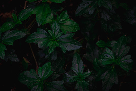 Lush Green Leaf Background: Nature's Artistic Texture for Eco-Friendly Designs and Botanical Conceptsの写真素材