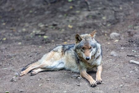 Gray wolf lying in the forestの写真素材