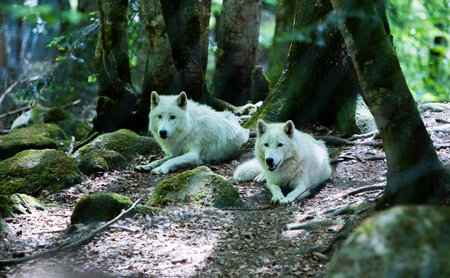 Couple of two white wolves lying in the forest