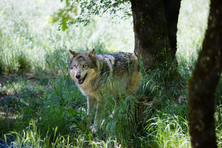 Gray wolf of the forest