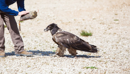 Bearded Vulture Bone Breaker