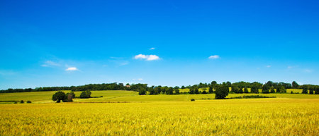wheat fields