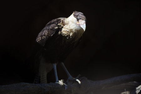 Caracara