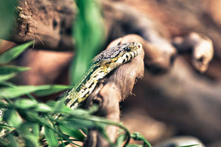 Snakeの写真素材