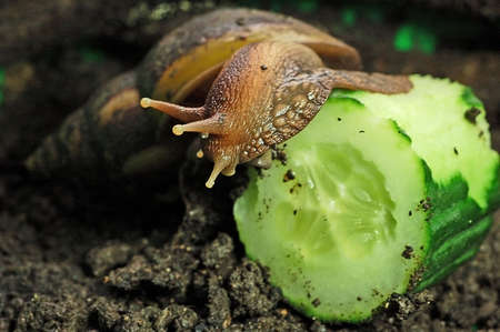 giant African landsnailの写真素材