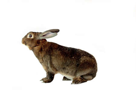 Rabbitの写真素材