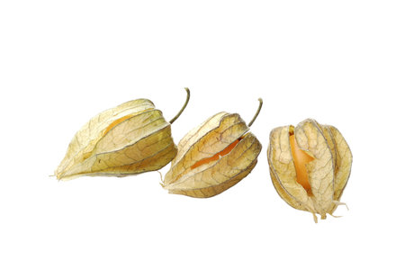 Physalisの写真素材