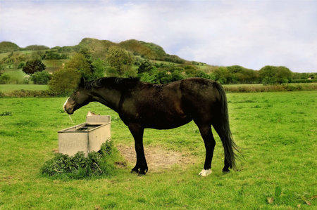 Thirsty horseの写真素材