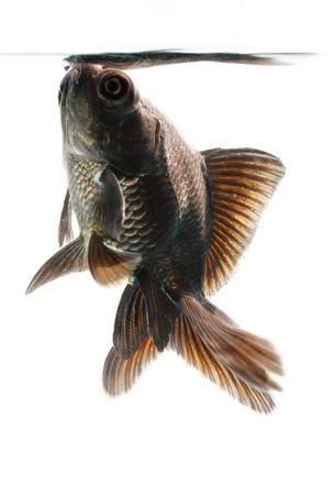 Black Moor Goldfishの写真素材