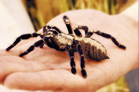 Big pet tarantulaの写真素材