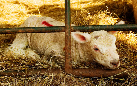 A forlorn looking newborn lamb.の写真素材
