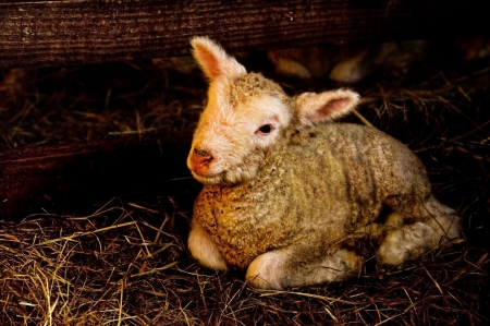 New born lamb (3 hours old) in lambing enclosure. の写真素材