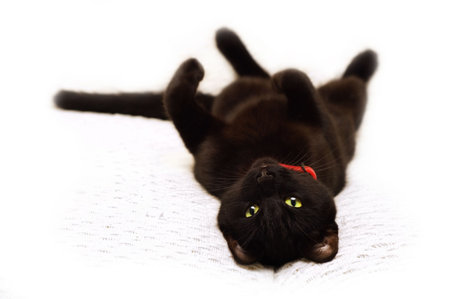 tired black cat lying on its back, focus on the face. の写真素材