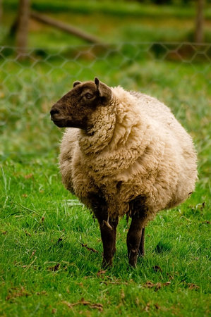 Ewe standing in green grass.  の写真素材