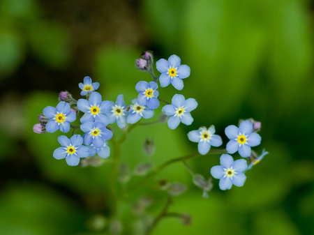 Forget-me-not flowers