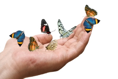 A selection of butterflies on an adult male hand.  の写真素材