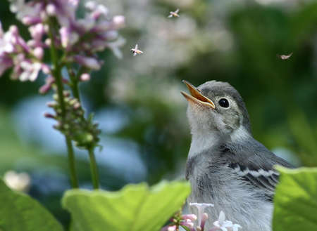The nestling of a wagtail does shy attempts of independent hunting.の写真素材