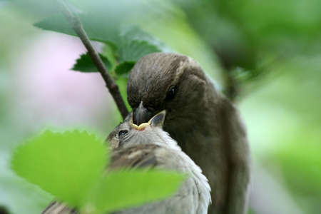 Careful mum diligently feeds the small nestling.の写真素材