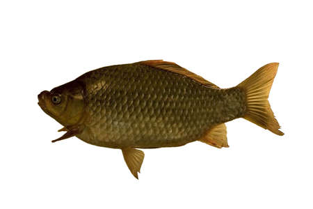 The big thick crucian allocated on a white background.の写真素材