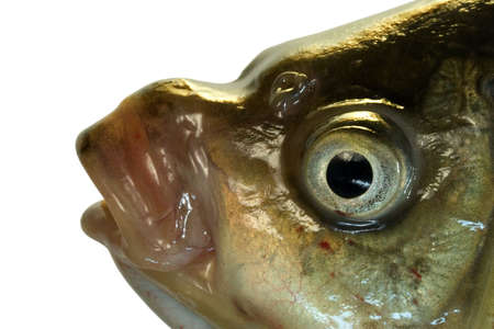 The head of the big crucian allocated on a light background.の写真素材