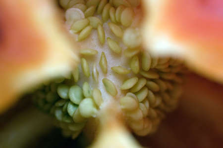 The sweet bulgarian pepper photographed in the cut kind.の写真素材