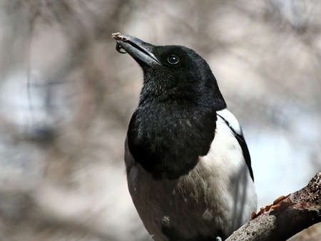 Magpie on a branch of a tree with last rests of a victim in a beak.の写真素材