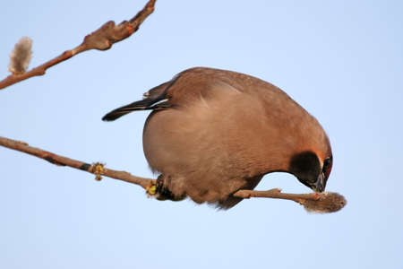 cedar waxwing  having supper the willow buds, photographed at light of a sunset.の写真素材