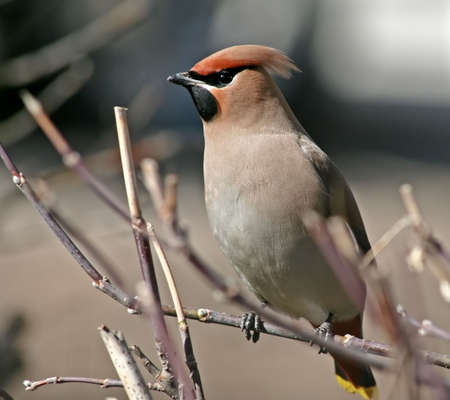 Alert cedar waxwing, sitting on a branch of a tree.の写真素材