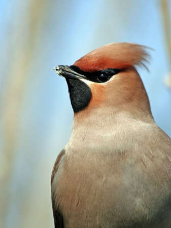 cedar waxwing, eating up a willow bud.の写真素材