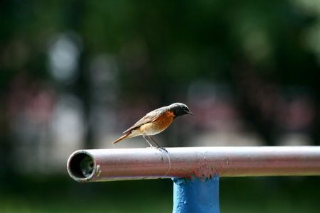 redstart playing a school court yard on gymnastic bars