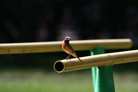 redstart playing a school court yard on gymnastic barsの写真素材