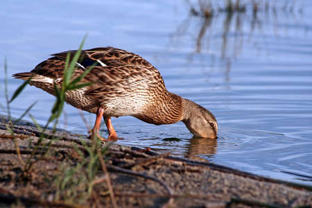 The duck drinking water on coast of lake.の写真素材