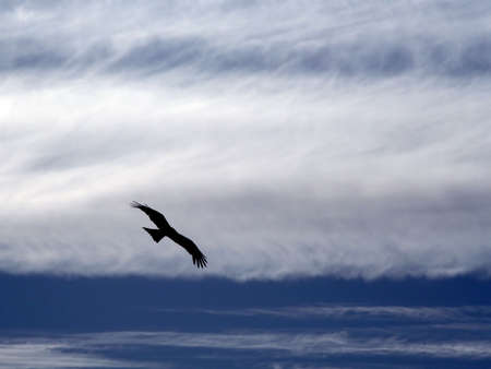 The eagle soaring in the sky among clouds.の写真素材