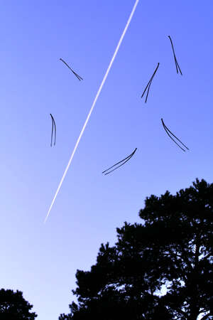 Falling pine needles on a background of the jet plane flying in the sky.の写真素材