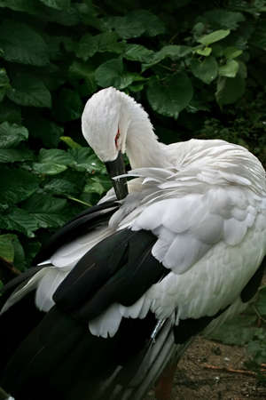 The Japanese stork on a background of a green bush.の写真素材