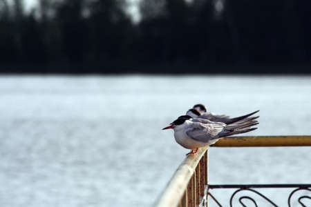 Group of seagulls sitting on a fence on a background of lake.の写真素材